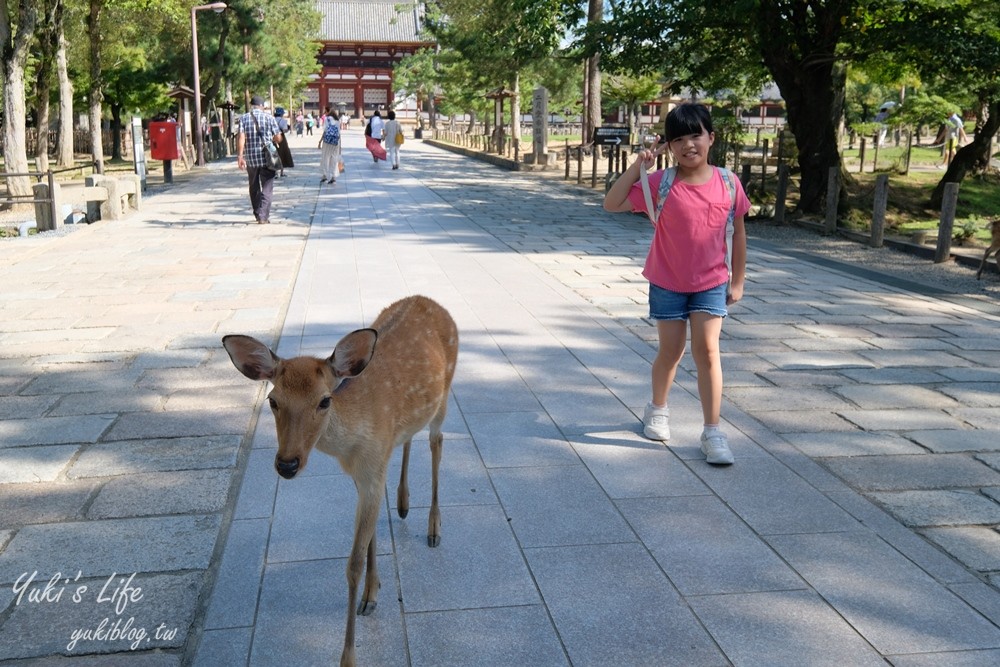 奈良一日遊推薦┃奈良公園┃親子賞鹿漫遊~專人接送交通全搞定！ - yuki.tw