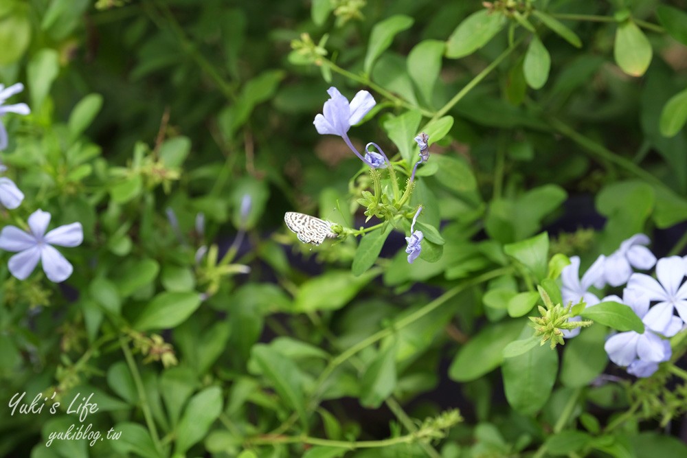 苗栗西湖景點︱噢哈娜咖啡屋︱紫色浪漫約會好去處，還有草泥馬好萌 - yuki.tw