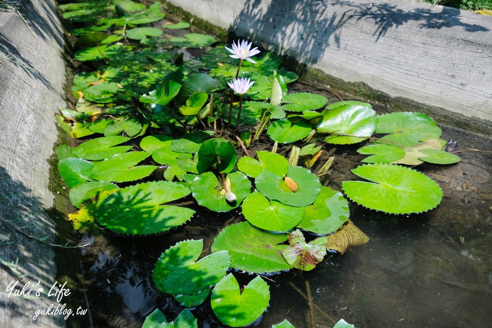 雲林景點【北港春生活博物館】鄉村風復古木業農村園區~超多木造玩具、餵雞體驗好有趣 - yuki.tw