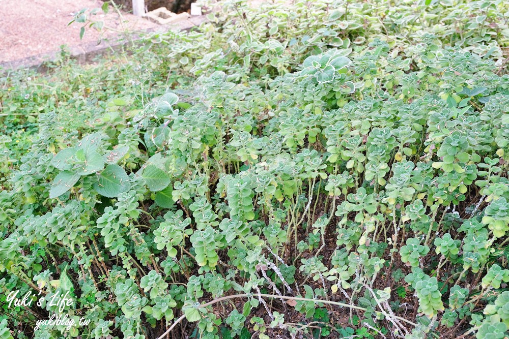 南投集集免費景點【十三目仔窯】繽紛變身親子好去處!左手香故事館、彩虹階梯步道、動物座椅 - yuki.tw