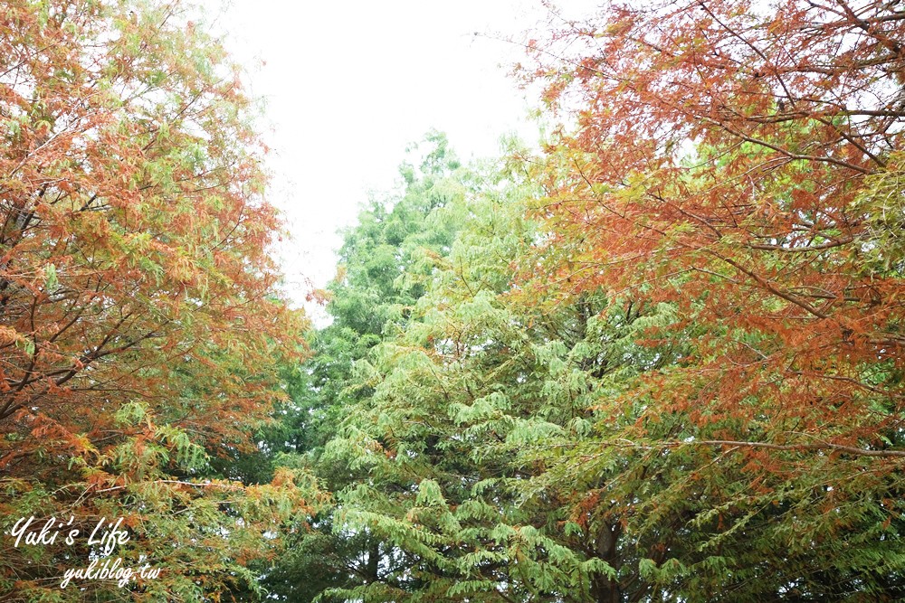 南投景點【南投139縣道落羽松】紅黃綠三色森林!繪本童話秘境拍照打卡去! - yuki.tw