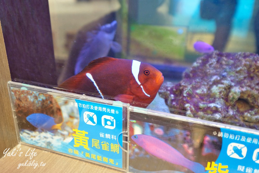 花蓮新城景點【七星柴魚博物館】柴魚主題館~看魚玩互動 - yuki.tw