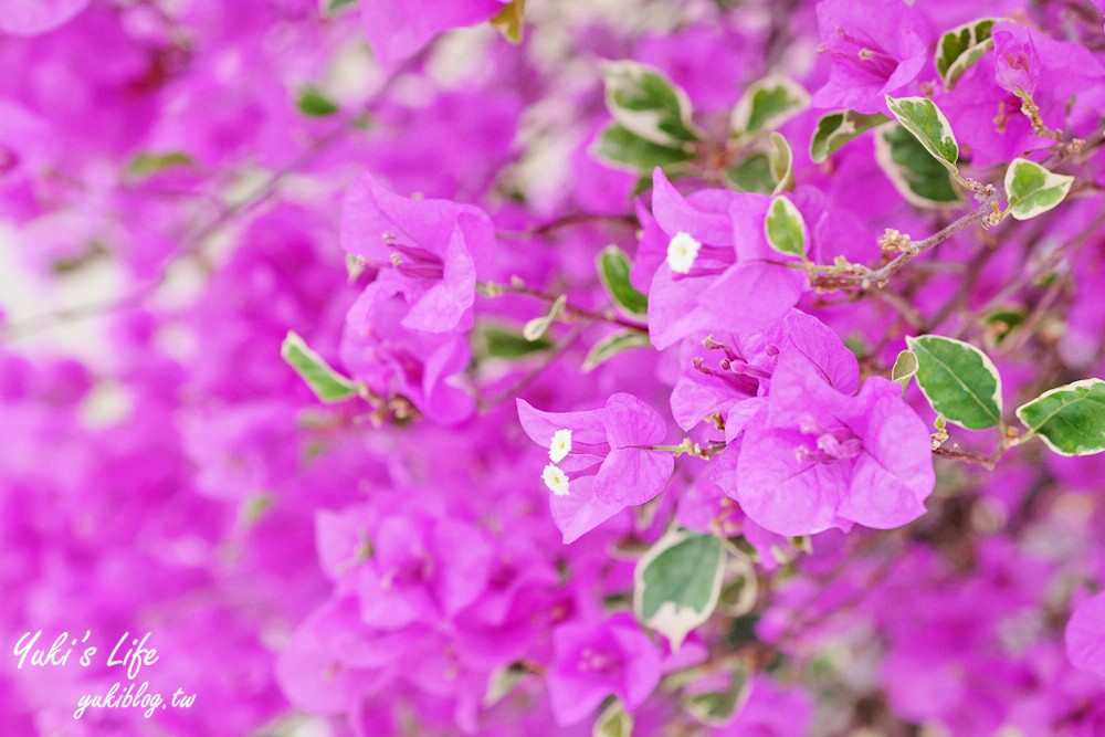 彰化芬園景點【埔茂花市】免門票玩沙坑和溜滑梯，假日親子好去處！ - yuki.tw