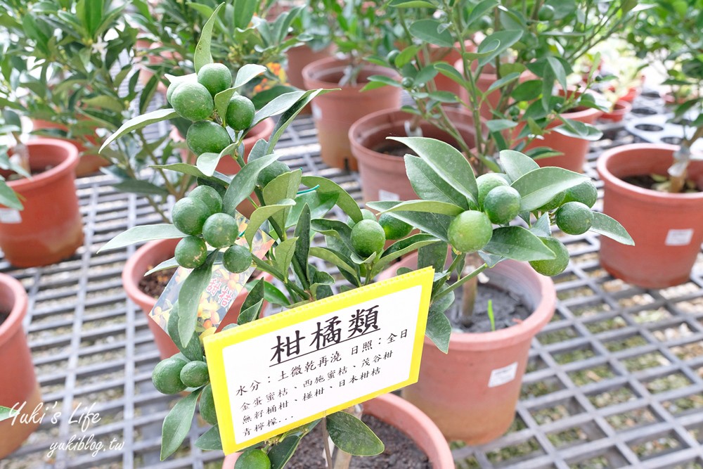 彰化芬園景點【埔茂花市】免門票玩沙坑和溜滑梯，假日親子好去處！ - yuki.tw