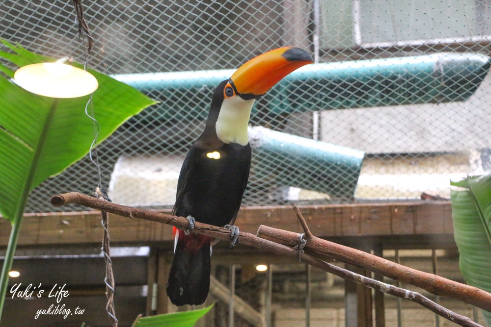 台北美食【肉球森林】 狐獴、大嘴鳥、貓咪咖啡廳(捷運東門站/捷運美食) - yuki.tw