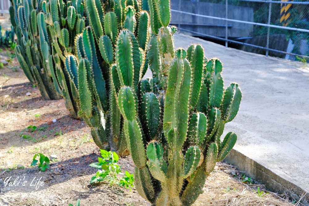 新竹新埔景點【福祥仙人掌與多肉植物園】多肉植物的環遊世界之旅~免費逛 - yuki.tw