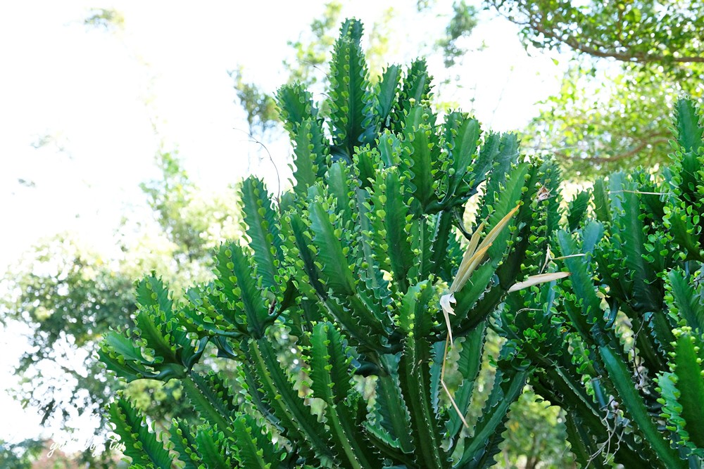 新竹新埔景點【福祥仙人掌與多肉植物園】多肉植物的環遊世界之旅~免費逛 - yuki.tw