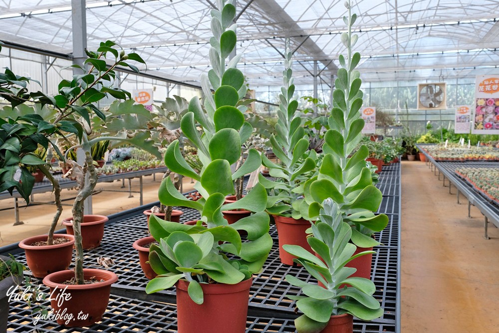 新竹新埔景點【福祥仙人掌與多肉植物園】多肉植物的環遊世界之旅~免費逛 - yuki.tw