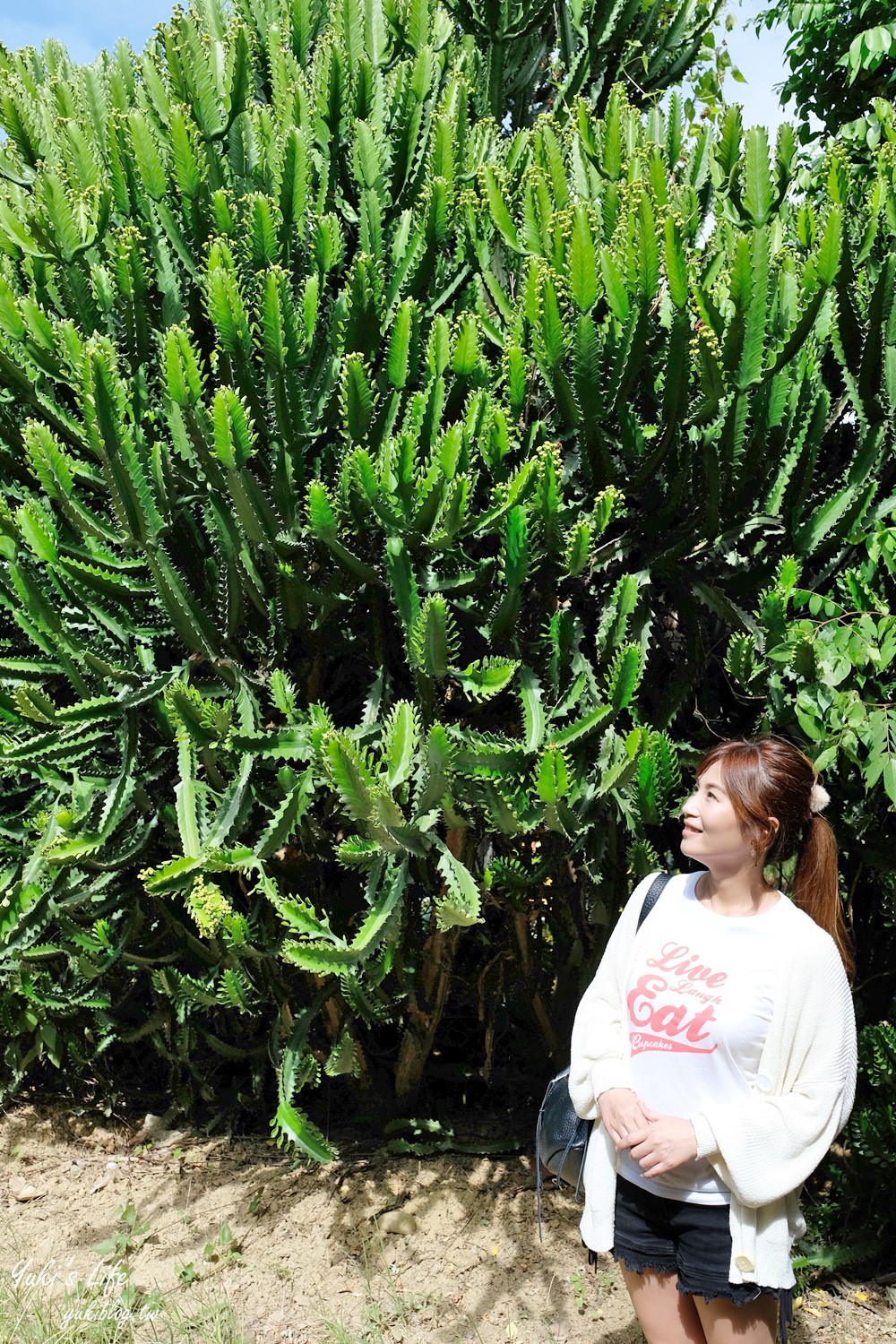 新竹新埔景點【福祥仙人掌與多肉植物園】多肉植物的環遊世界之旅~免費逛 - yuki.tw