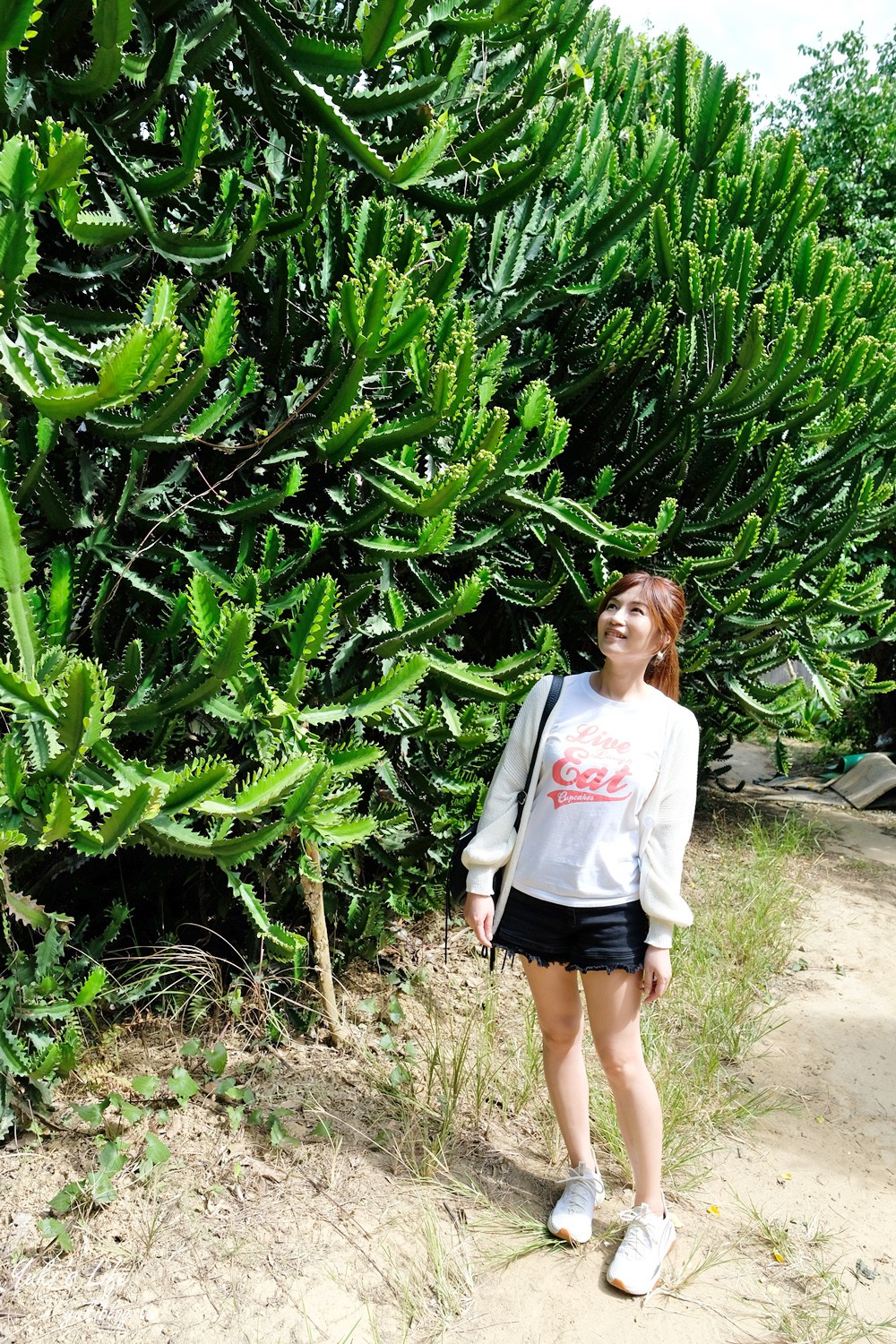 新竹新埔景點【福祥仙人掌與多肉植物園】多肉植物的環遊世界之旅~免費逛 - yuki.tw