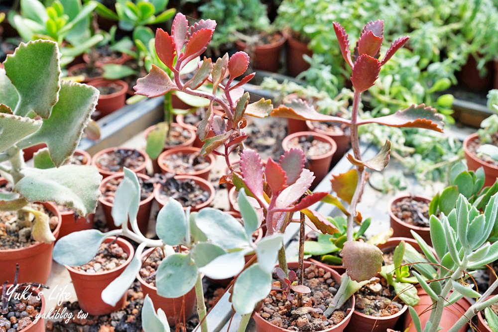 新竹新埔景點【福祥仙人掌與多肉植物園】多肉植物的環遊世界之旅~免費逛 - yuki.tw