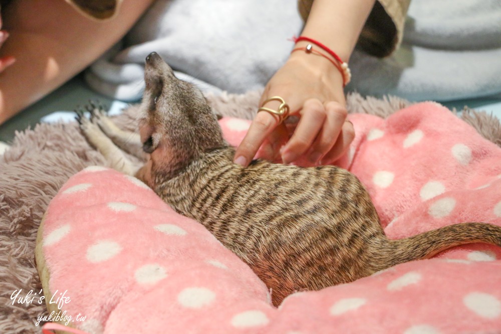 台北美食【肉球森林】 狐獴、大嘴鳥、貓咪咖啡廳(捷運東門站/捷運美食) - yuki.tw