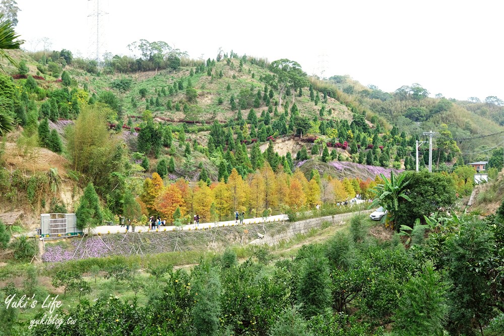 免年必訪三灣落羽松莊園~免門票水面落羽松超夢幻森林，含交通、停車場資訊 - yuki.tw