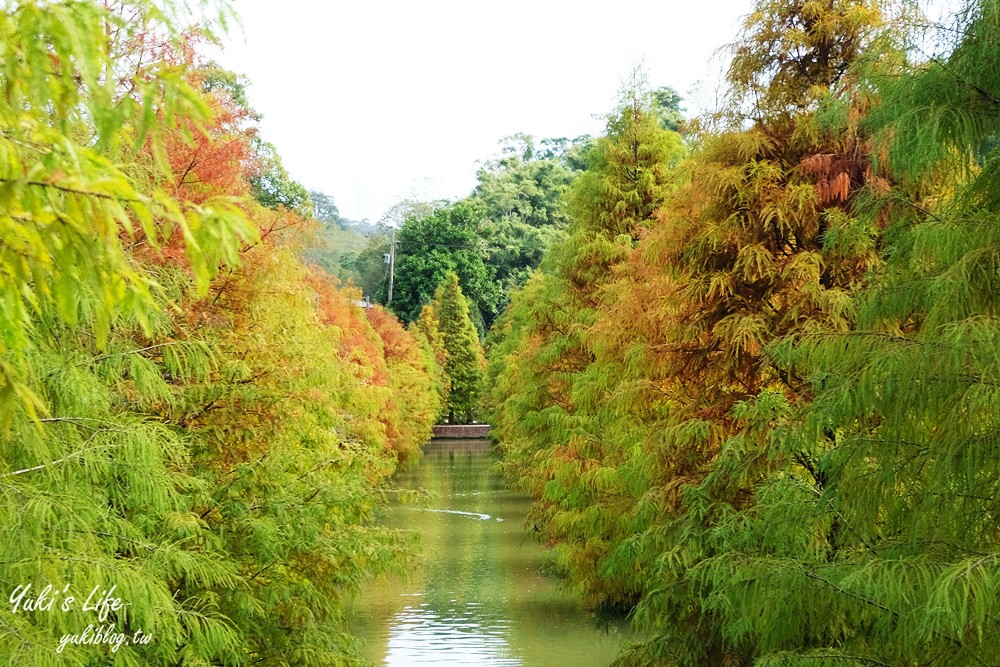 免年必訪三灣落羽松莊園~免門票水面落羽松超夢幻森林，含交通、停車場資訊 - yuki.tw