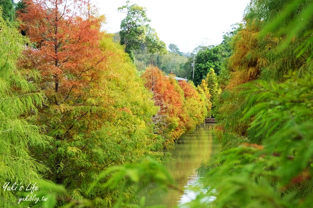 免年必訪三灣落羽松莊園~免門票水面落羽松超夢幻森林，含交通、停車場資訊 - yuki.tw