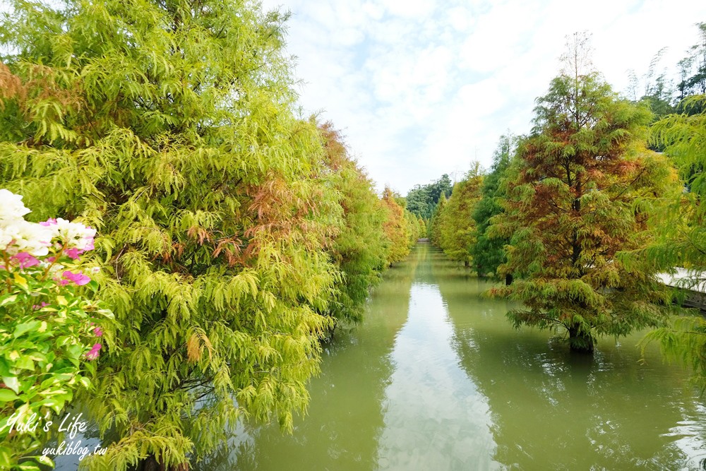 免年必訪三灣落羽松莊園~免門票水面落羽松超夢幻森林，含交通、停車場資訊 - yuki.tw