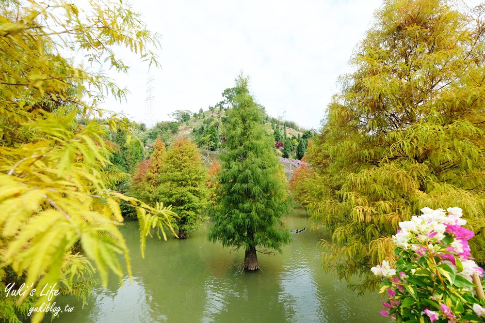 免年必訪三灣落羽松莊園~免門票水面落羽松超夢幻森林，含交通、停車場資訊 - yuki.tw