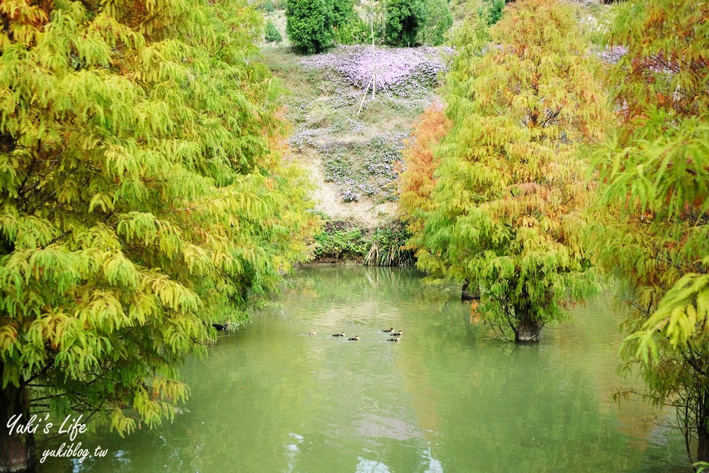 免年必訪三灣落羽松莊園~免門票水面落羽松超夢幻森林，含交通、停車場資訊 - yuki.tw