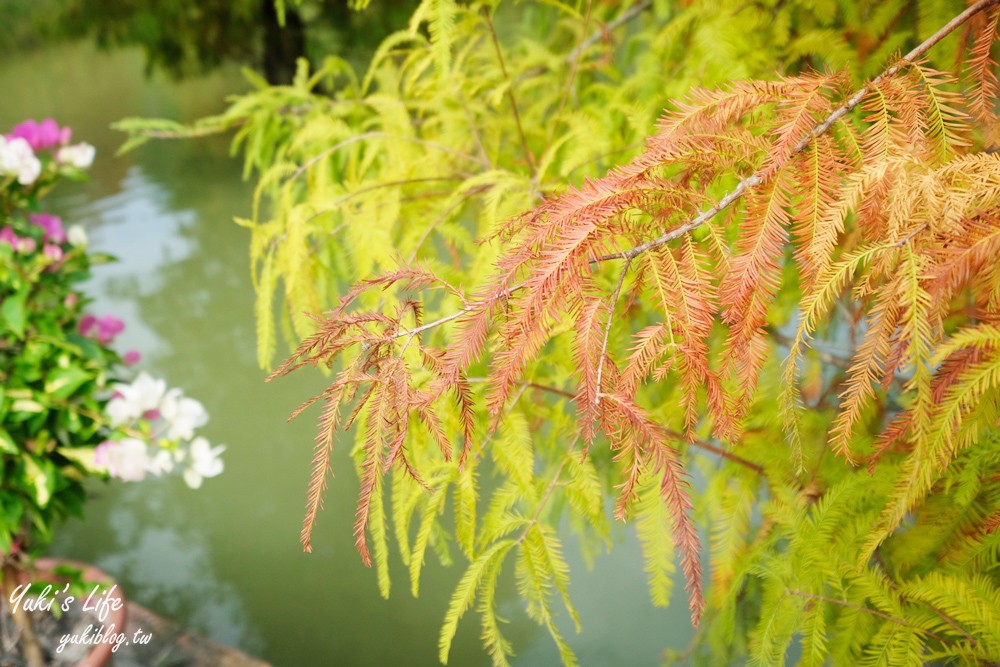 免年必訪三灣落羽松莊園~免門票水面落羽松超夢幻森林，含交通、停車場資訊 - yuki.tw