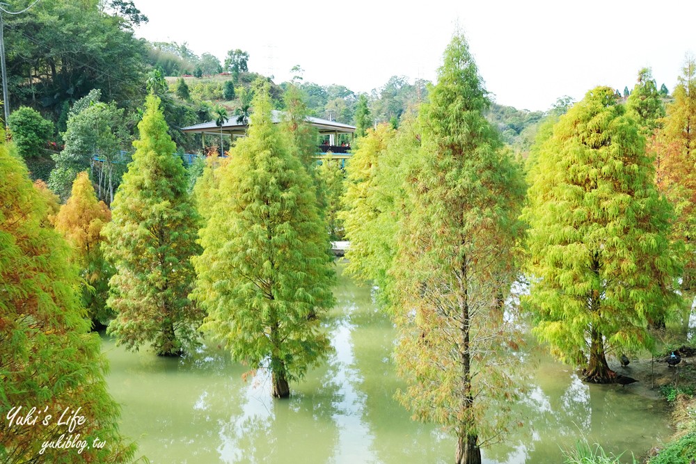 免年必訪三灣落羽松莊園~免門票水面落羽松超夢幻森林，含交通、停車場資訊 - yuki.tw