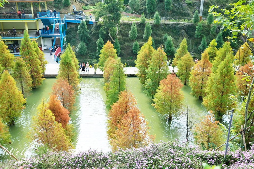 免年必訪三灣落羽松莊園~免門票水面落羽松超夢幻森林，含交通、停車場資訊 - yuki.tw