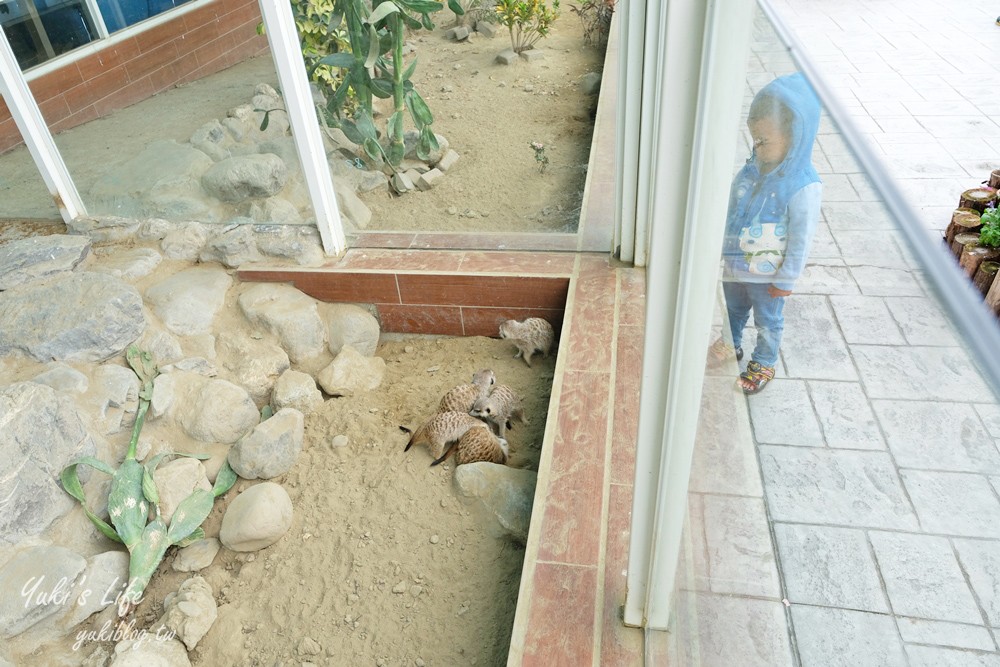 嘉義民雄景點【三隻小豬觀光農場】20多種動物遊樂園、繪本世界親子一日遊！ - yuki.tw