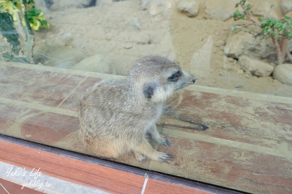 嘉義民雄景點【三隻小豬觀光農場】20多種動物遊樂園、繪本世界親子一日遊！ - yuki.tw