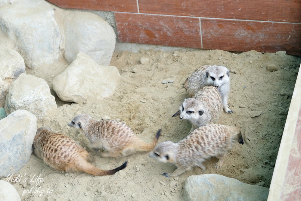 嘉義民雄景點【三隻小豬觀光農場】20多種動物遊樂園、繪本世界親子一日遊！ - yuki.tw