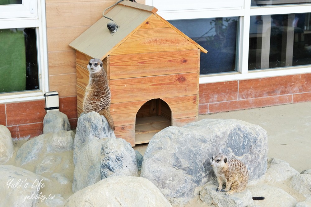 嘉義民雄景點【三隻小豬觀光農場】20多種動物遊樂園、繪本世界親子一日遊！ - yuki.tw