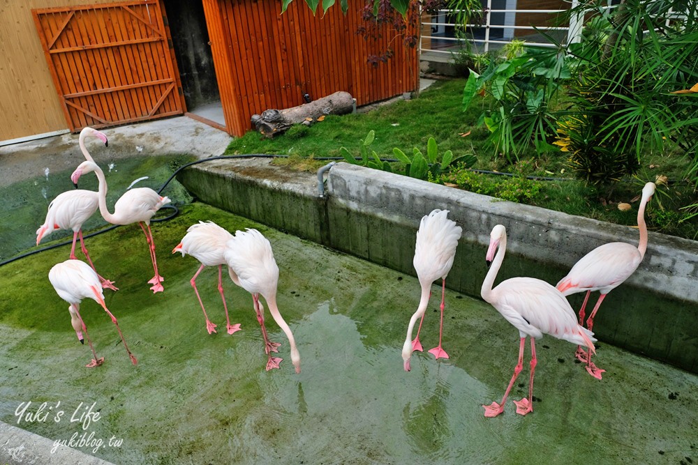 嘉義民雄景點【三隻小豬觀光農場】20多種動物遊樂園、繪本世界親子一日遊！ - yuki.tw