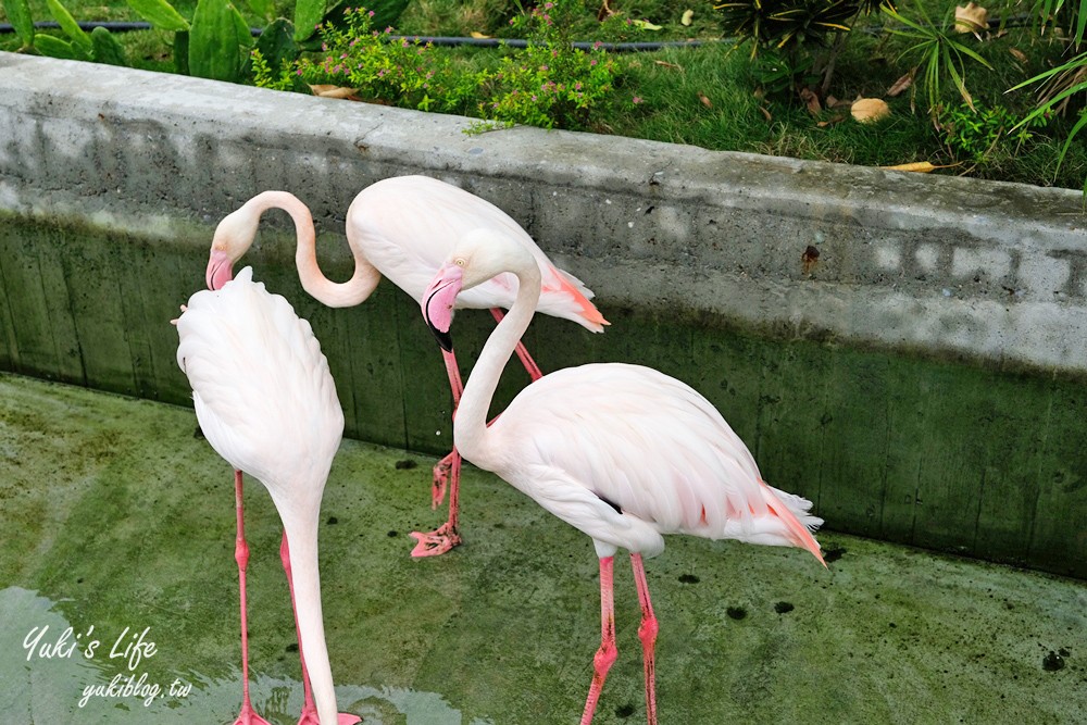 嘉義民雄景點【三隻小豬觀光農場】20多種動物遊樂園、繪本世界親子一日遊！ - yuki.tw