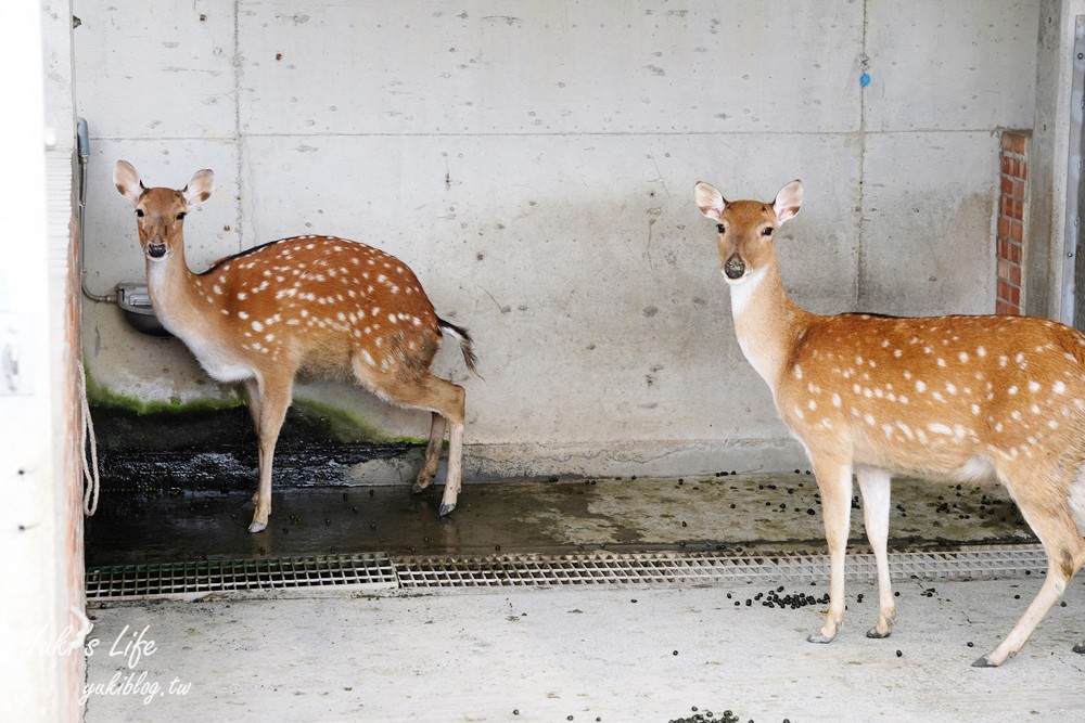 嘉義民雄景點【三隻小豬觀光農場】20多種動物遊樂園、繪本世界親子一日遊！ - yuki.tw