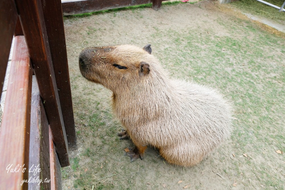 嘉義民雄景點【三隻小豬觀光農場】20多種動物遊樂園、繪本世界親子一日遊！ - yuki.tw