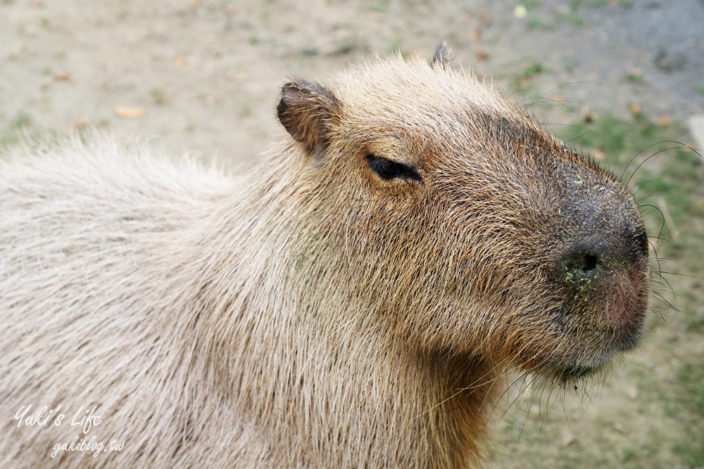 嘉義民雄景點【三隻小豬觀光農場】20多種動物遊樂園、繪本世界親子一日遊！ - yuki.tw