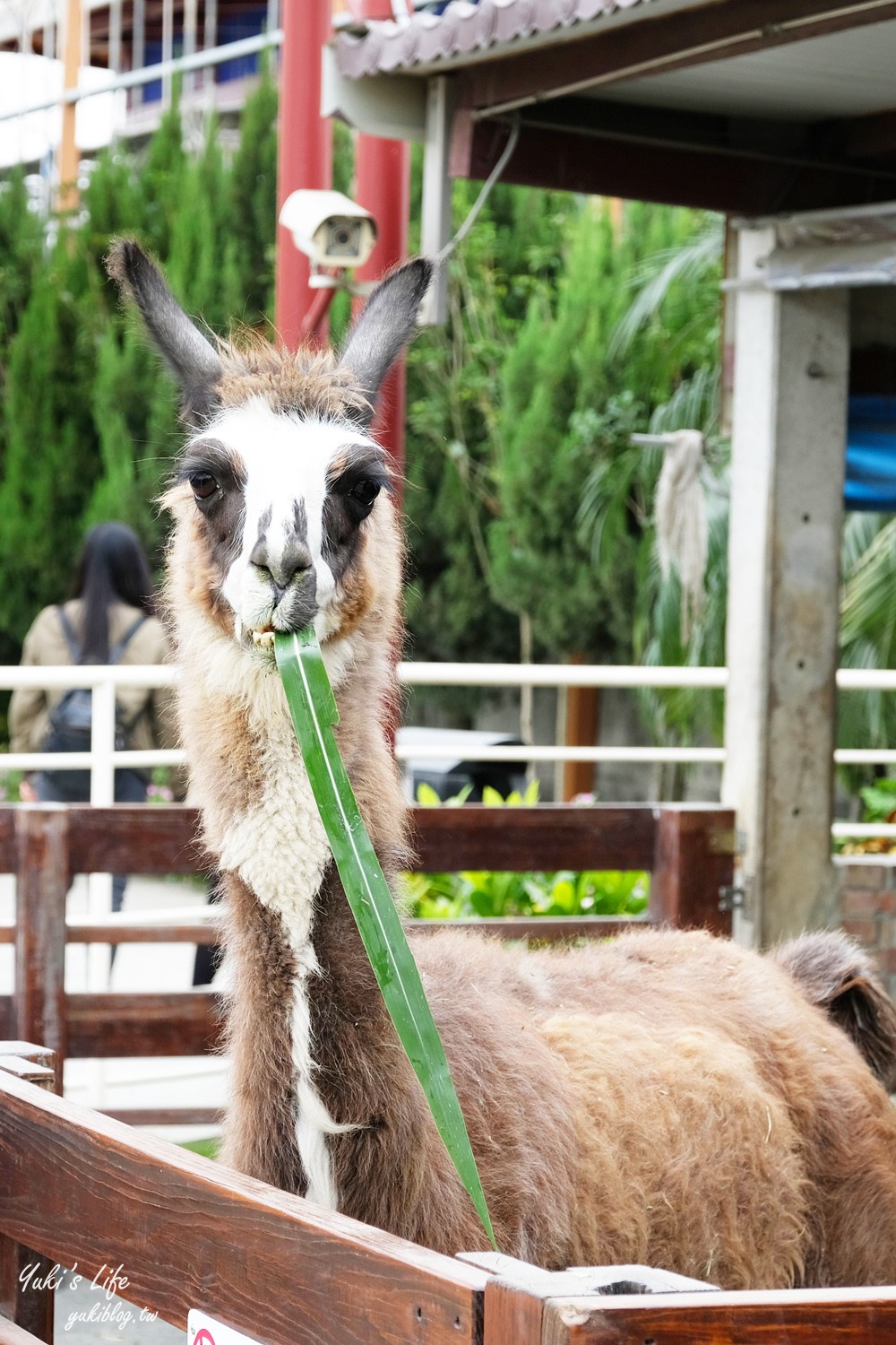 嘉義民雄景點【三隻小豬觀光農場】20多種動物遊樂園、繪本世界親子一日遊！ - yuki.tw