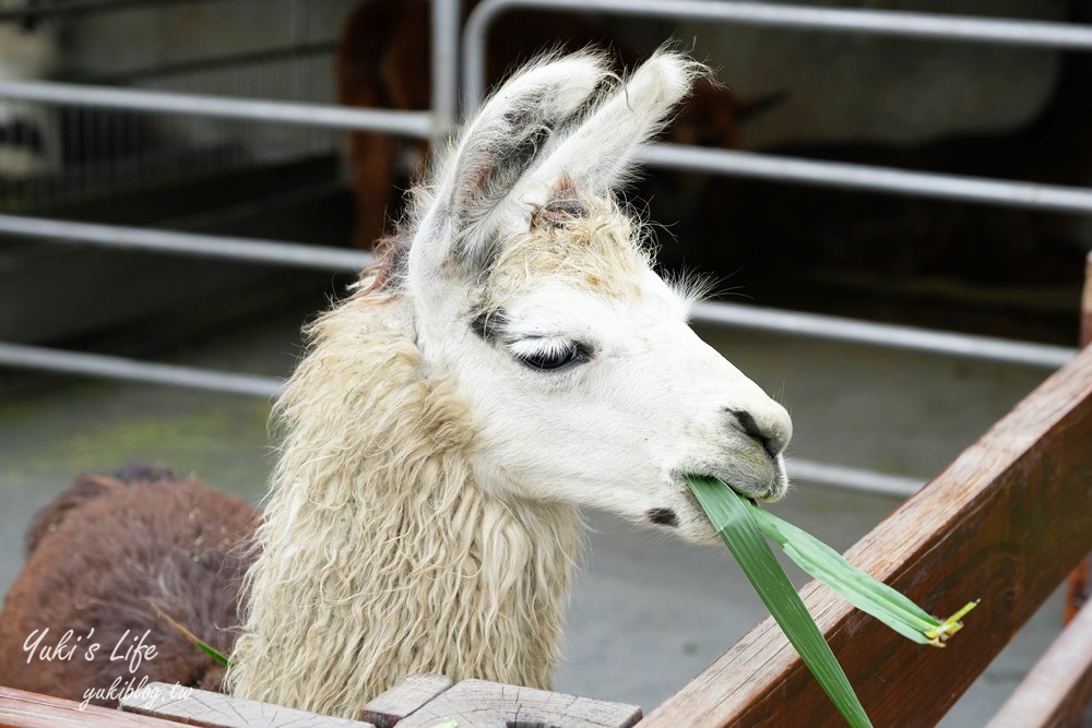 嘉義民雄景點【三隻小豬觀光農場】20多種動物遊樂園、繪本世界親子一日遊！ - yuki.tw