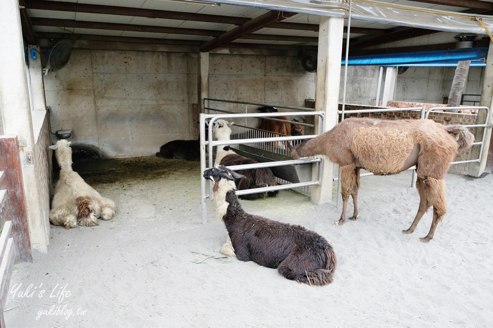 嘉義民雄景點【三隻小豬觀光農場】20多種動物遊樂園、繪本世界親子一日遊！ - yuki.tw