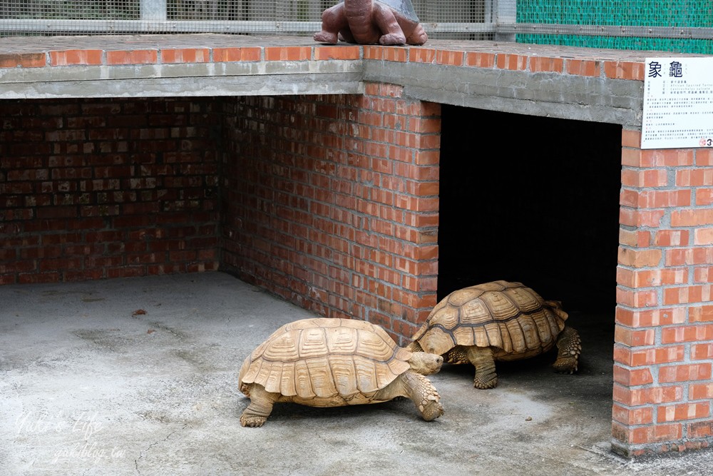 嘉義民雄景點【三隻小豬觀光農場】20多種動物遊樂園、繪本世界親子一日遊！ - yuki.tw