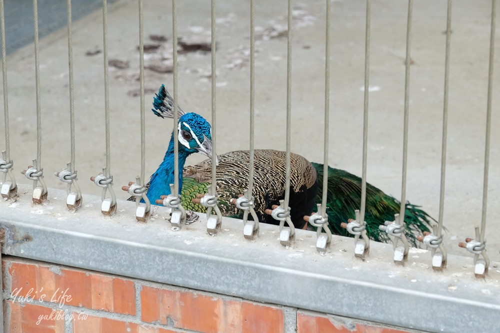 嘉義民雄景點【三隻小豬觀光農場】20多種動物遊樂園、繪本世界親子一日遊！ - yuki.tw