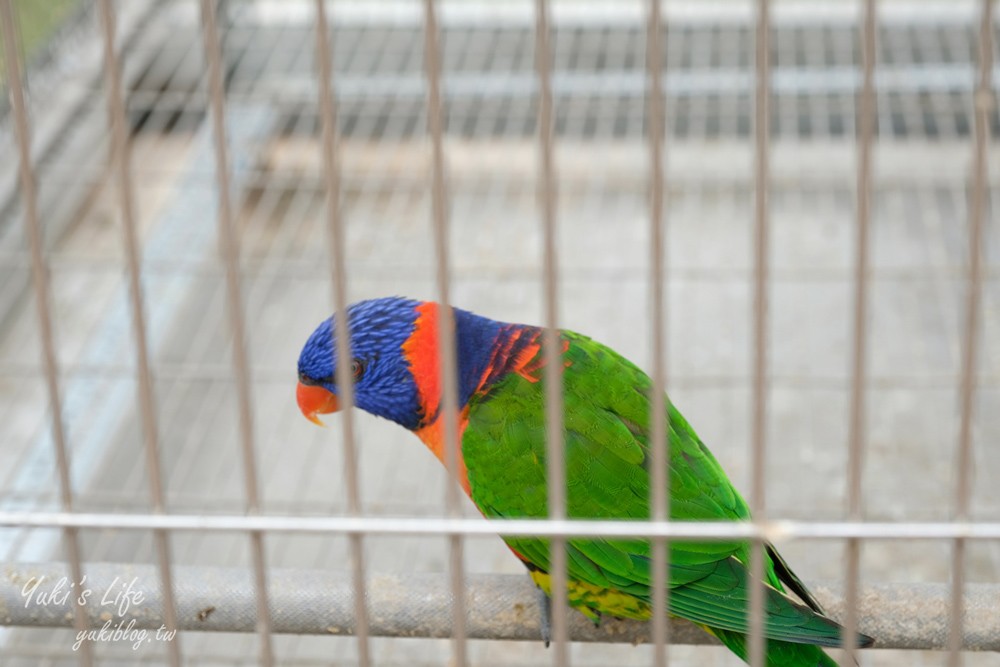 嘉義民雄景點【三隻小豬觀光農場】20多種動物遊樂園、繪本世界親子一日遊！ - yuki.tw