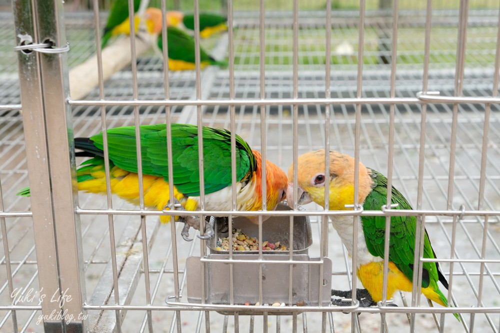 嘉義民雄景點【三隻小豬觀光農場】20多種動物遊樂園、繪本世界親子一日遊！ - yuki.tw