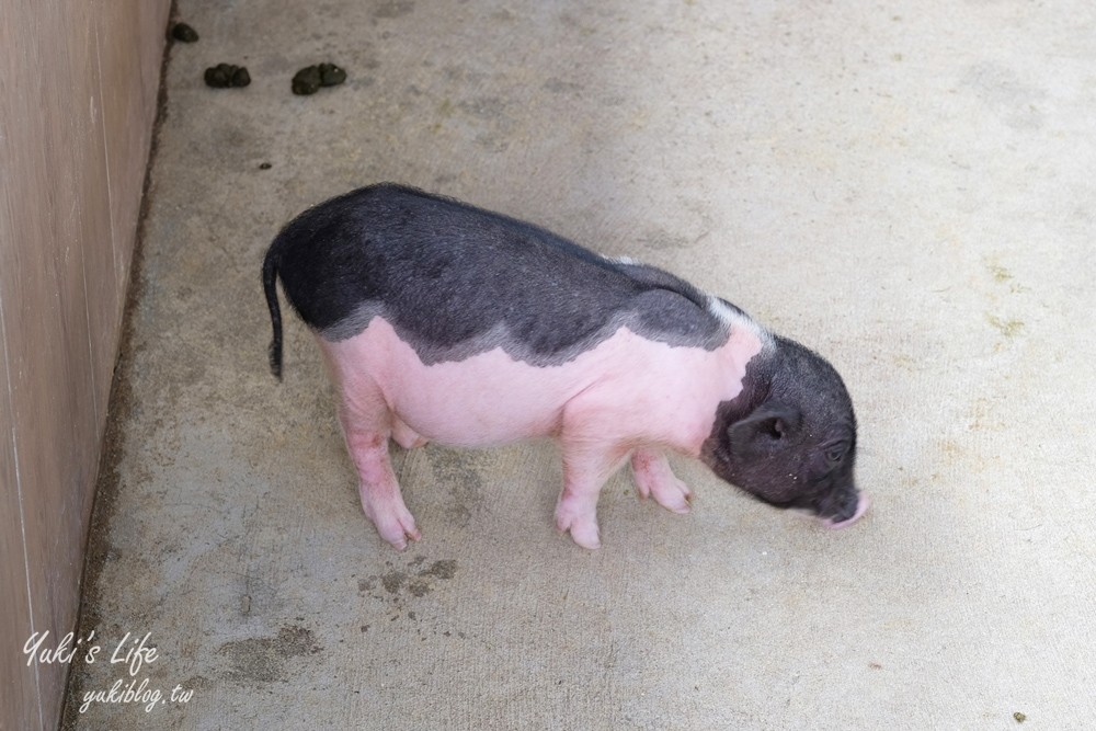 嘉義民雄景點【三隻小豬觀光農場】20多種動物遊樂園、繪本世界親子一日遊！ - yuki.tw