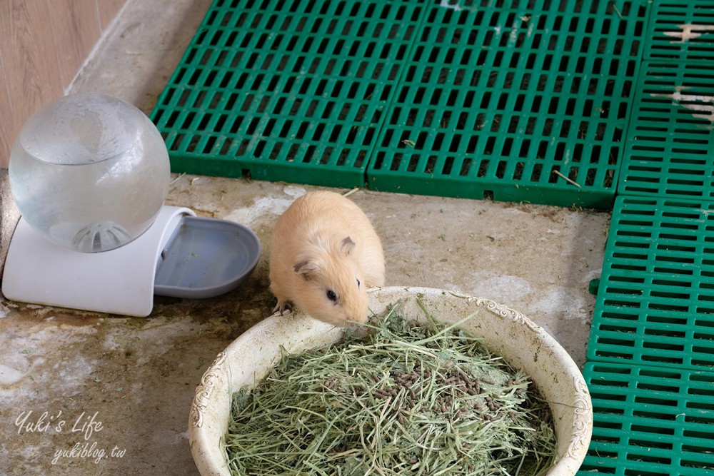 嘉義民雄景點【三隻小豬觀光農場】20多種動物遊樂園、繪本世界親子一日遊！ - yuki.tw