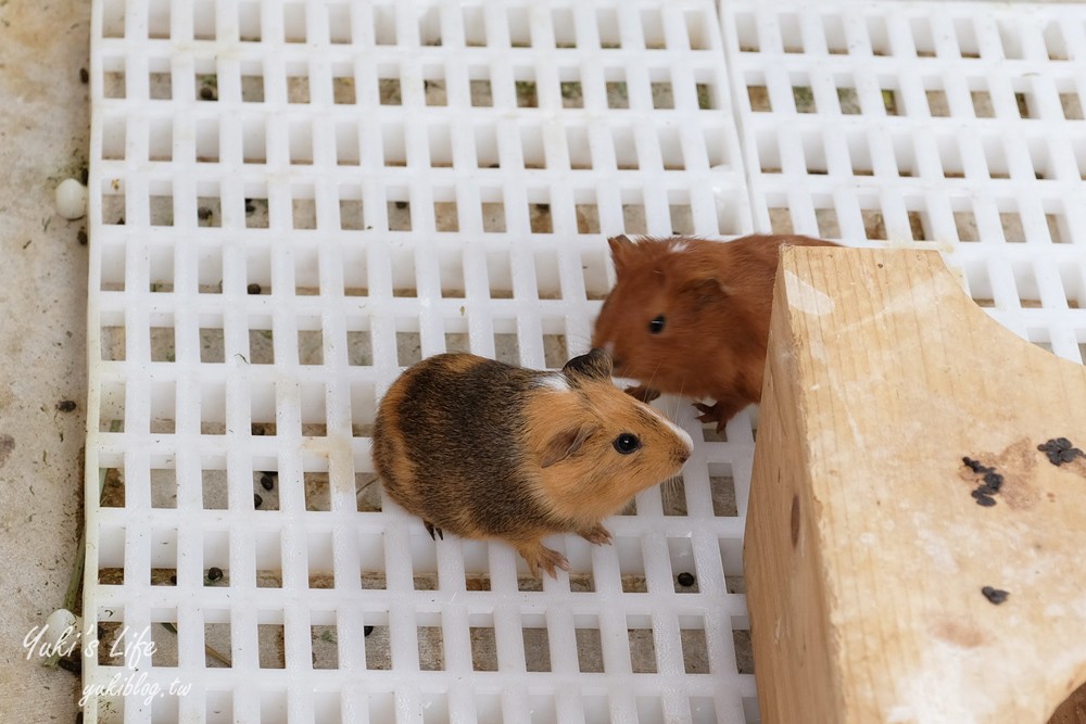 嘉義民雄景點【三隻小豬觀光農場】20多種動物遊樂園、繪本世界親子一日遊！ - yuki.tw