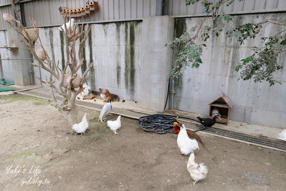 嘉義民雄景點【三隻小豬觀光農場】20多種動物遊樂園、繪本世界親子一日遊！ - yuki.tw