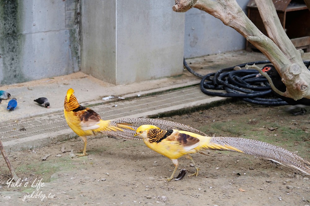 嘉義民雄景點【三隻小豬觀光農場】20多種動物遊樂園、繪本世界親子一日遊！ - yuki.tw