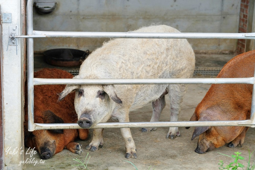 嘉義民雄景點【三隻小豬觀光農場】20多種動物遊樂園、繪本世界親子一日遊！ - yuki.tw