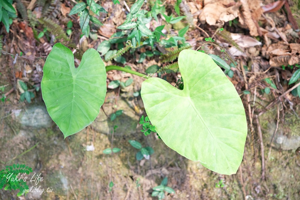 台南景點【仙湖休閒農場】親子一日遊～無邊際泳池、小動物、約會、草皮景觀餐廳、住宿 - yuki.tw