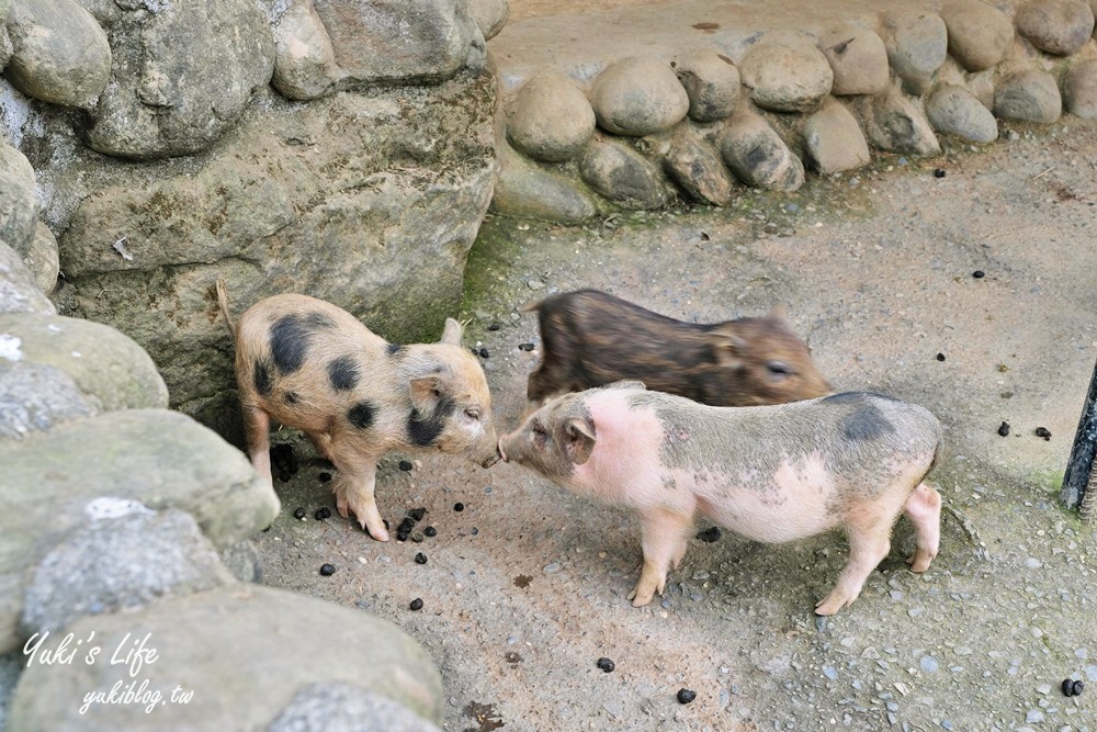 台南景點【仙湖休閒農場】親子一日遊～無邊際泳池、小動物、約會、草皮景觀餐廳、住宿 - yuki.tw