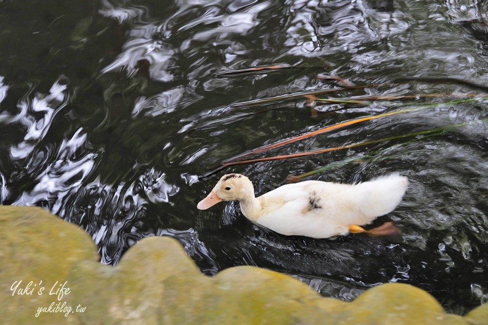 台南景點【仙湖休閒農場】親子一日遊～無邊際泳池、小動物、約會、草皮景觀餐廳、住宿 - yuki.tw